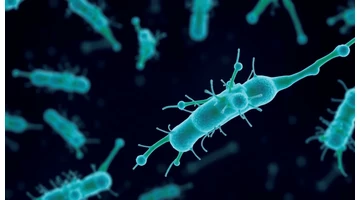 Pseudomonas aeruginosa: Mítoszok és valóságok a fertőzésről